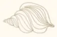 Minimalist line drawing of a conch shell, symbolizing coastal elegance – Amari