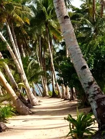 Palm-lined paths lead to blue horizons — timeless views and restful balance within a distinguished beach destination in Nayarit.