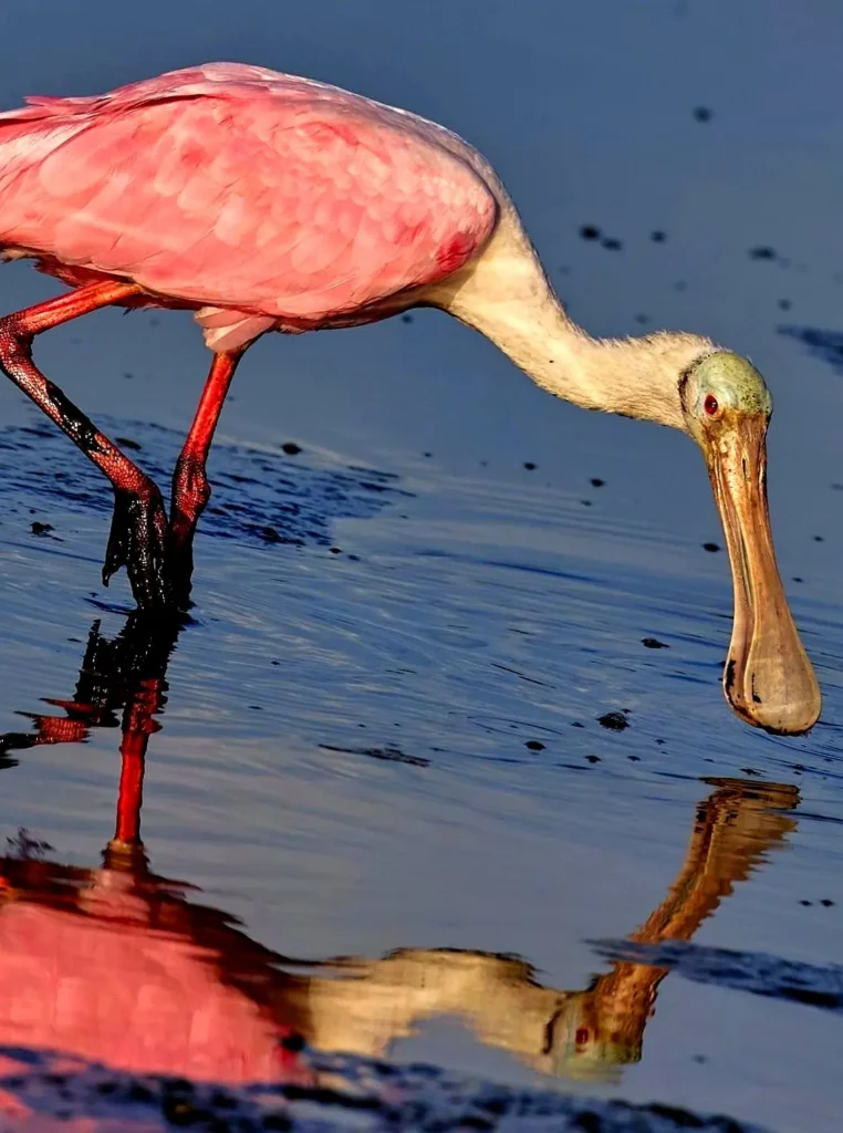 A roseate spoonbill steps through mangroves — a glimpse of wild beauty supported by thoughtful conservation and green-focused travel.