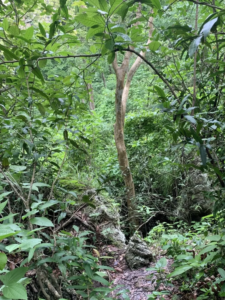 Exotic plants in the jungle where verdant hills meet quiet shoreline— a nature-immersed hideaway at one of Sayulita’s favored beach hotels.