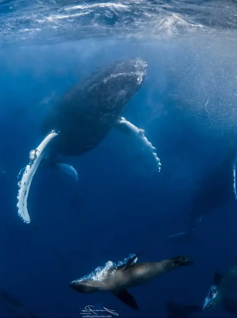 A humpback whale and sea lion move through sunlit depths off Sayulita—a rare glimpse of the Riviera Nayarit Wild Coast.