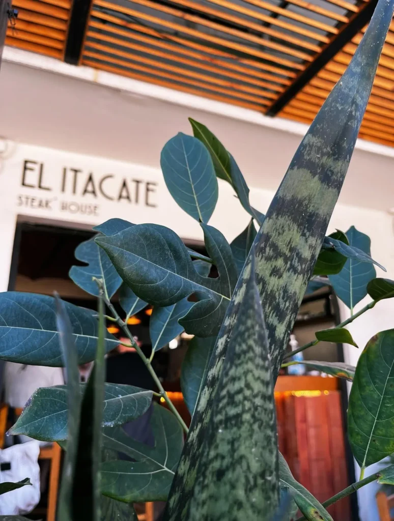 Los locales se reúnen para disfrutar carne asada chisporroteante y limón fresco en Itacate, un querido puesto de tacos que refleja el espíritu costero y relajado de Sayulita.