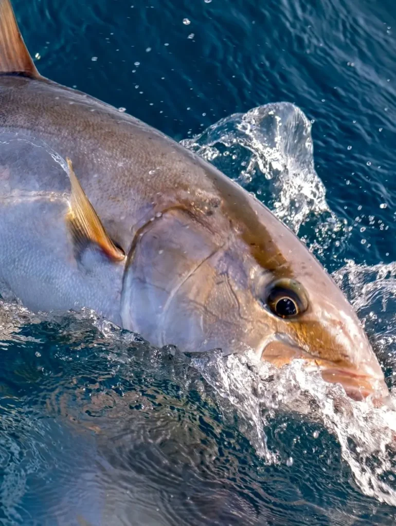 Amberjack splashes at the surface during a strong pull, showing powerful action near Sayulita’s coast where anglers target hard-fighting species.