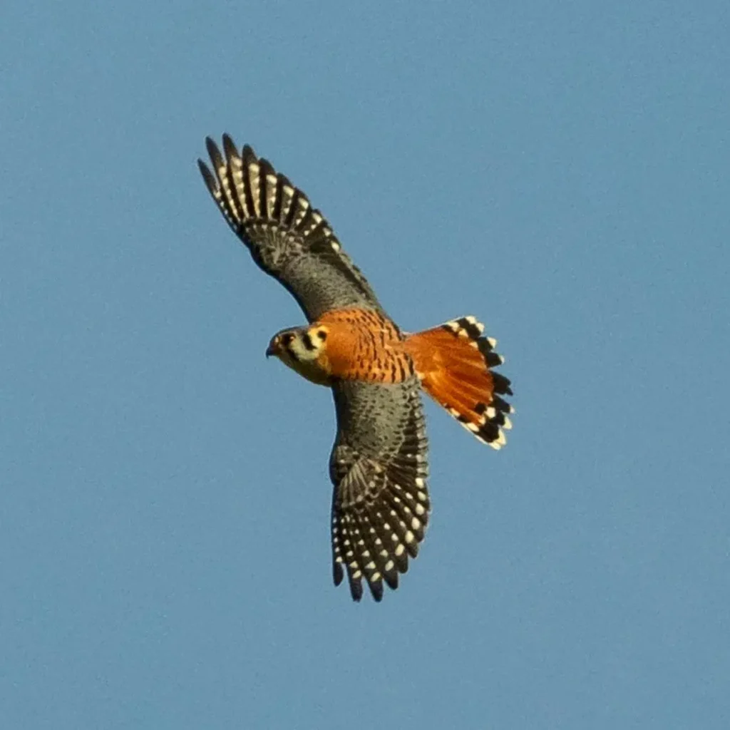 Un cernícalo americano planeando sobre el oeste de México cerca de Sayulita, observando el terreno en busca de presas.