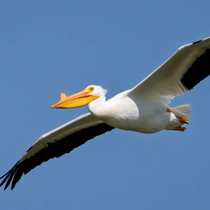 Un pelícano blanco americano planeando sobre las aguas costeras de Nayarit, con alas amplias y plumas negras visibles.
