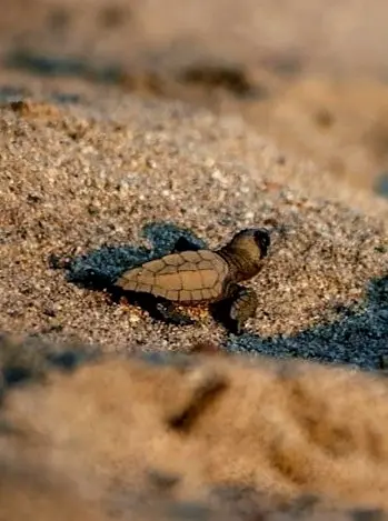 Newly hatched sea turtle crossing warm sand at dusk, guided by natural light as it begins its first journey along Mexico’s Pacific coast.