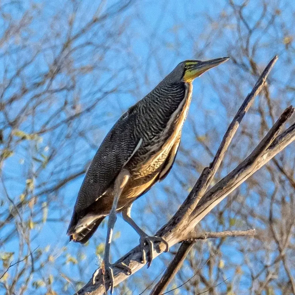 Una garza tigre cuellidesnuda posada sobre humedales costeros cerca de Sayulita, mostrando su cuello rayado y postura paciente.
