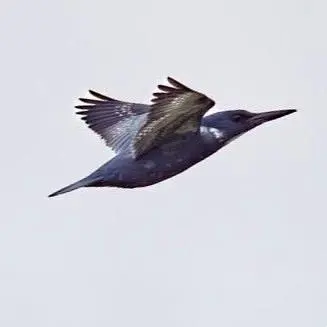 Un martín pescador cintado volando sobre aguas interiores de Nayarit, adaptado para la pesca en picada.