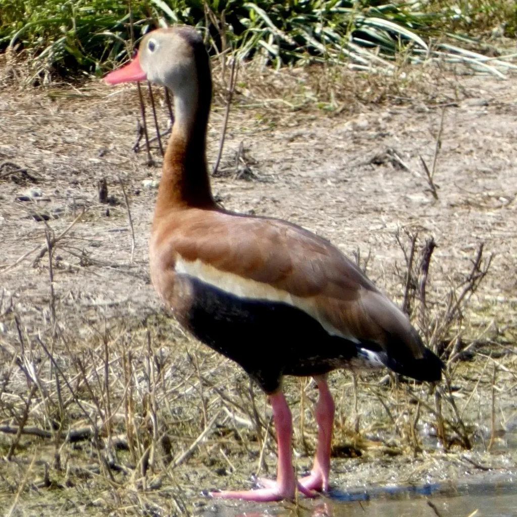 Un pijije ala blanca de pie junto a humedales poco profundos en la costa de Nayarit, con largas patas rosadas.