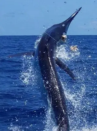 A Pacific blue marlin leaps above deep offshore water, showcasing the powerful catch-and-release sportfishing found near Sayulita.