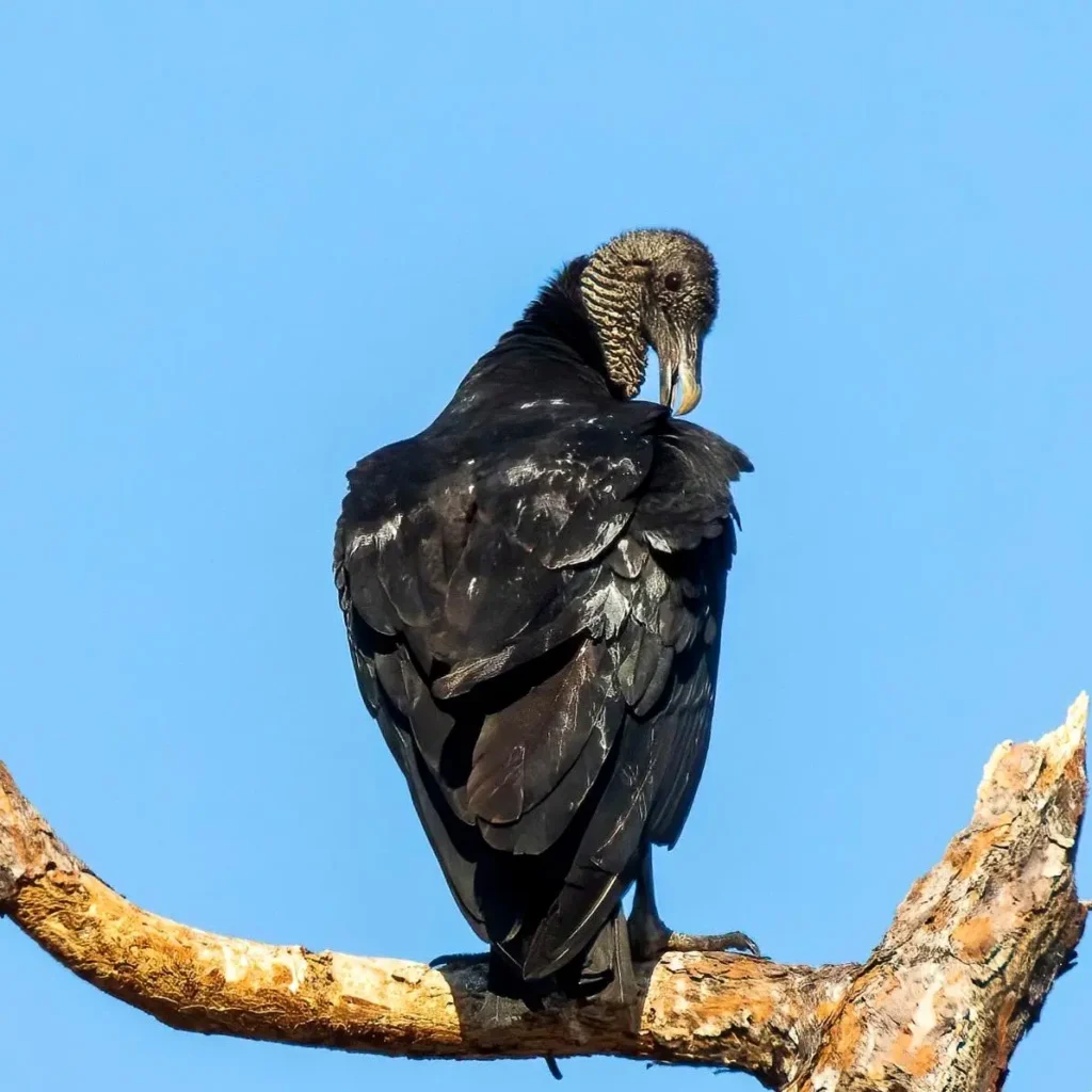 Un zopilote negro posado en una rama desnuda sobre las tierras bajas tropicales del oeste de México.