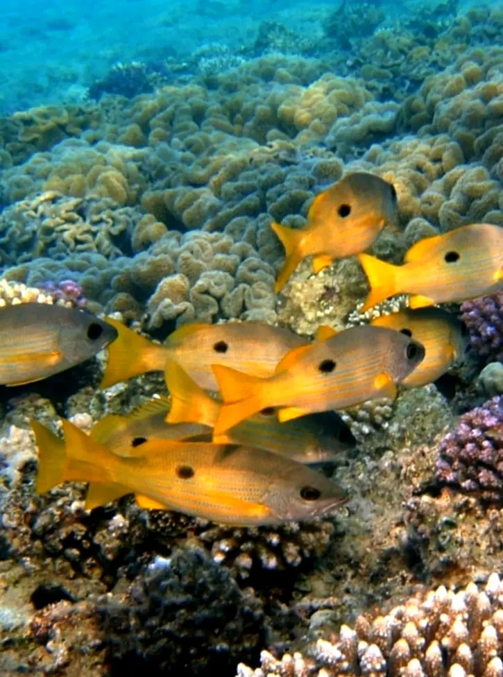 Blackspot snapper swim together above coral, with yellow fins and dark tail marks visible as they form a compact school near Riviera Nayarit