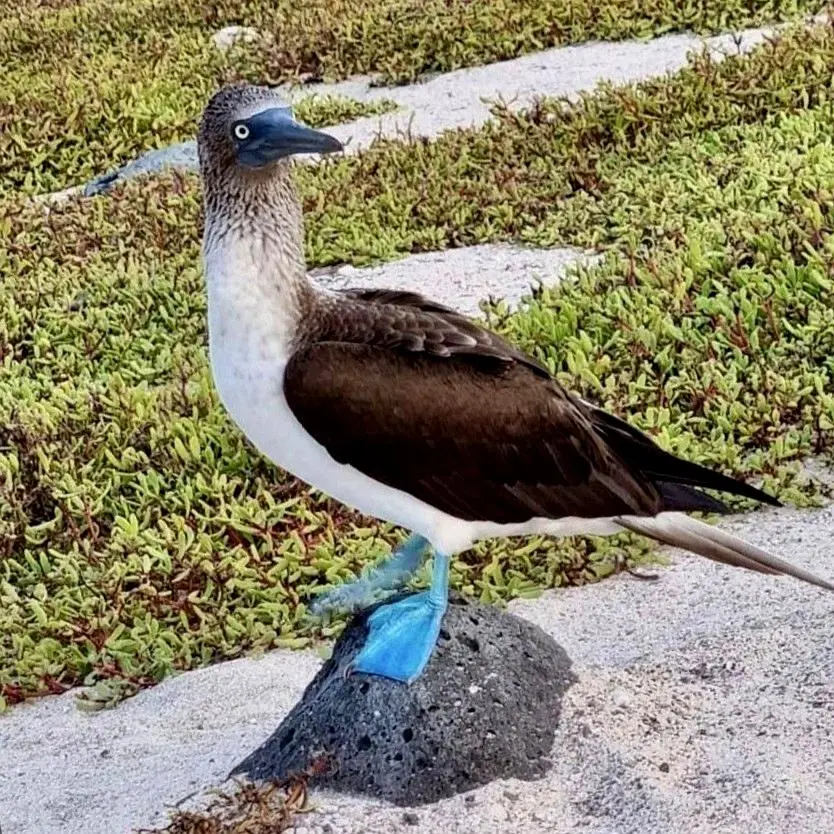Un piquero patiazul de pie sobre terreno rocoso en la costa del Pacífico de México, con patas azules intensas.