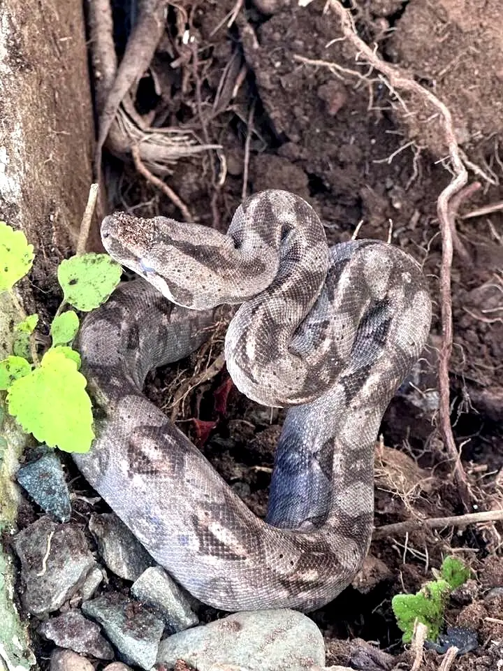 Non-venomous boa constrictor resting quietly among roots and stones in Riviera Nayarit, its patterned body blending naturally into the shaded forest floor.