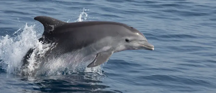 A bottlenose dolphin breaks the surface near Sayulita as seawater splashes against its body close to a tour boat.