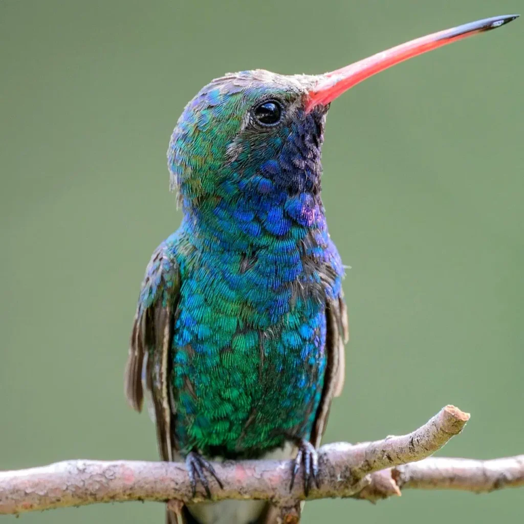 Un colibrí pico ancho posado en una rama cerca de Sayulita, con plumas azul-verdosas brillando al sol.