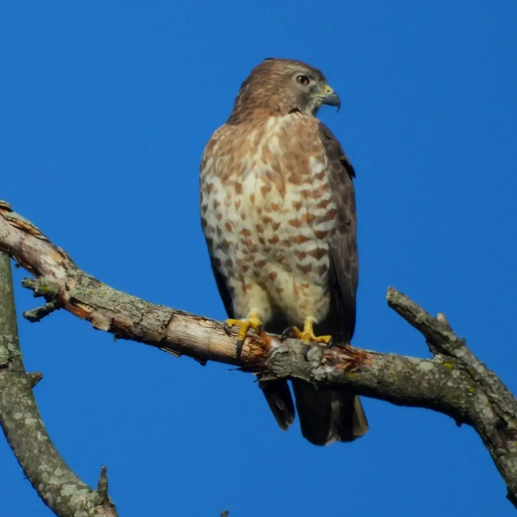 Un halcón de ala ancha posado sobre el dosel forestal en Nayarit, ave rapaz común en migración estacional.