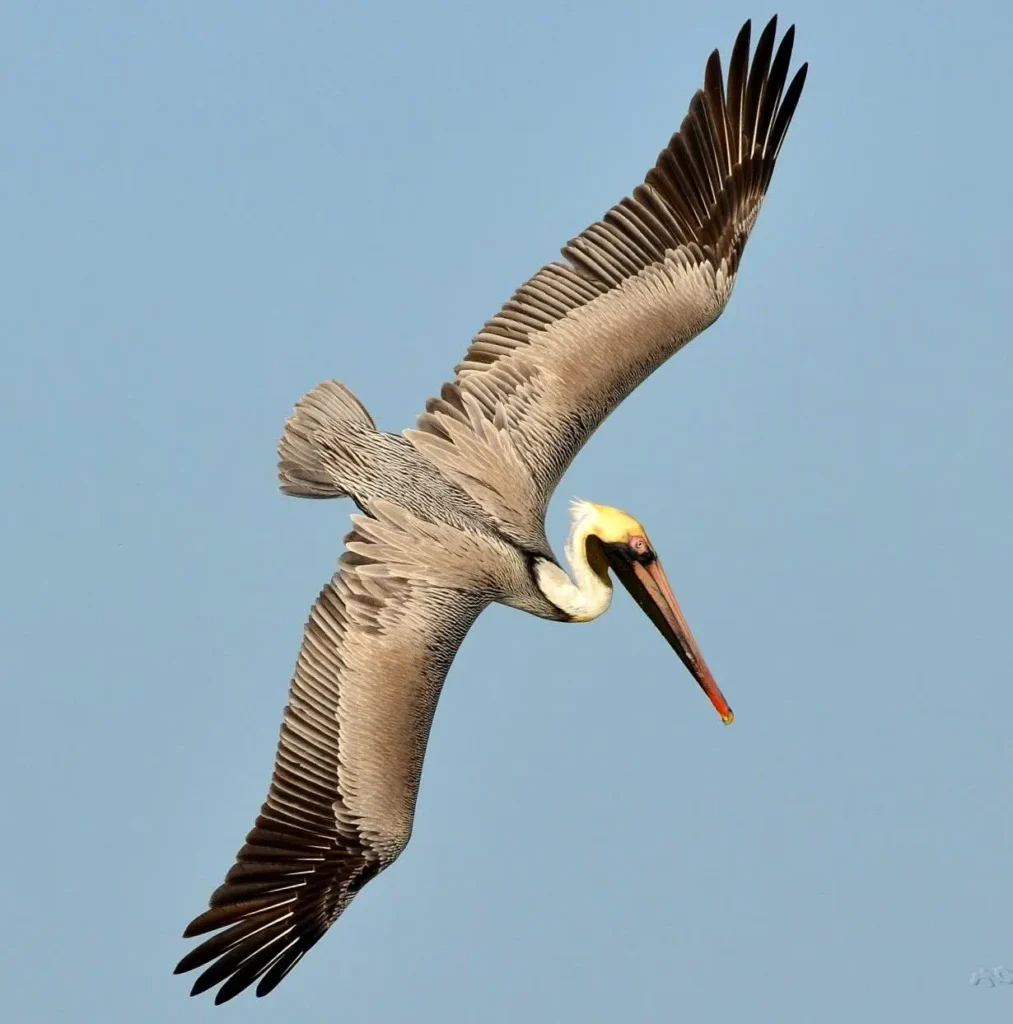 Un pelícano pardo planeando justo sobre las aguas costeras de Nayarit, con alas largas adaptadas para la pesca.