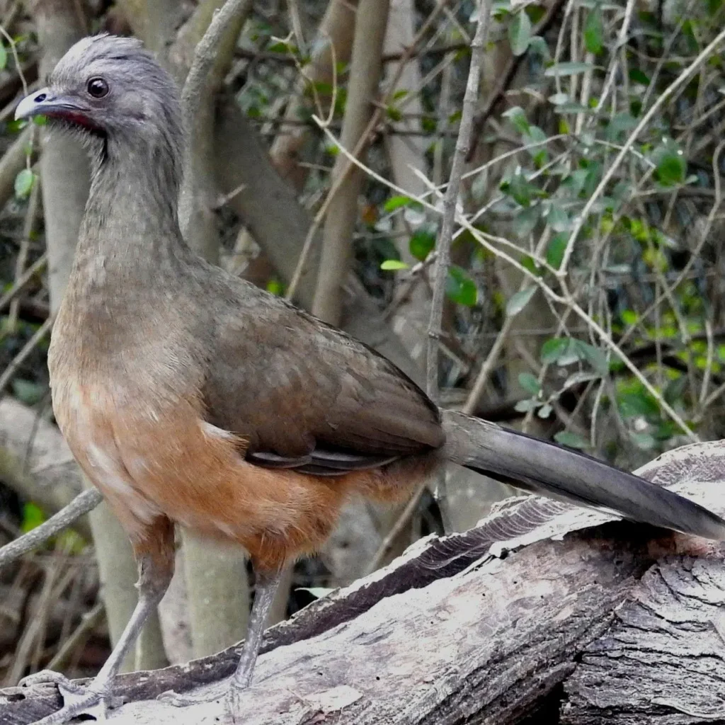 Una chachalaca sobre una rama caída en un bosque tropical del oeste de México, especie común en Nayarit.
