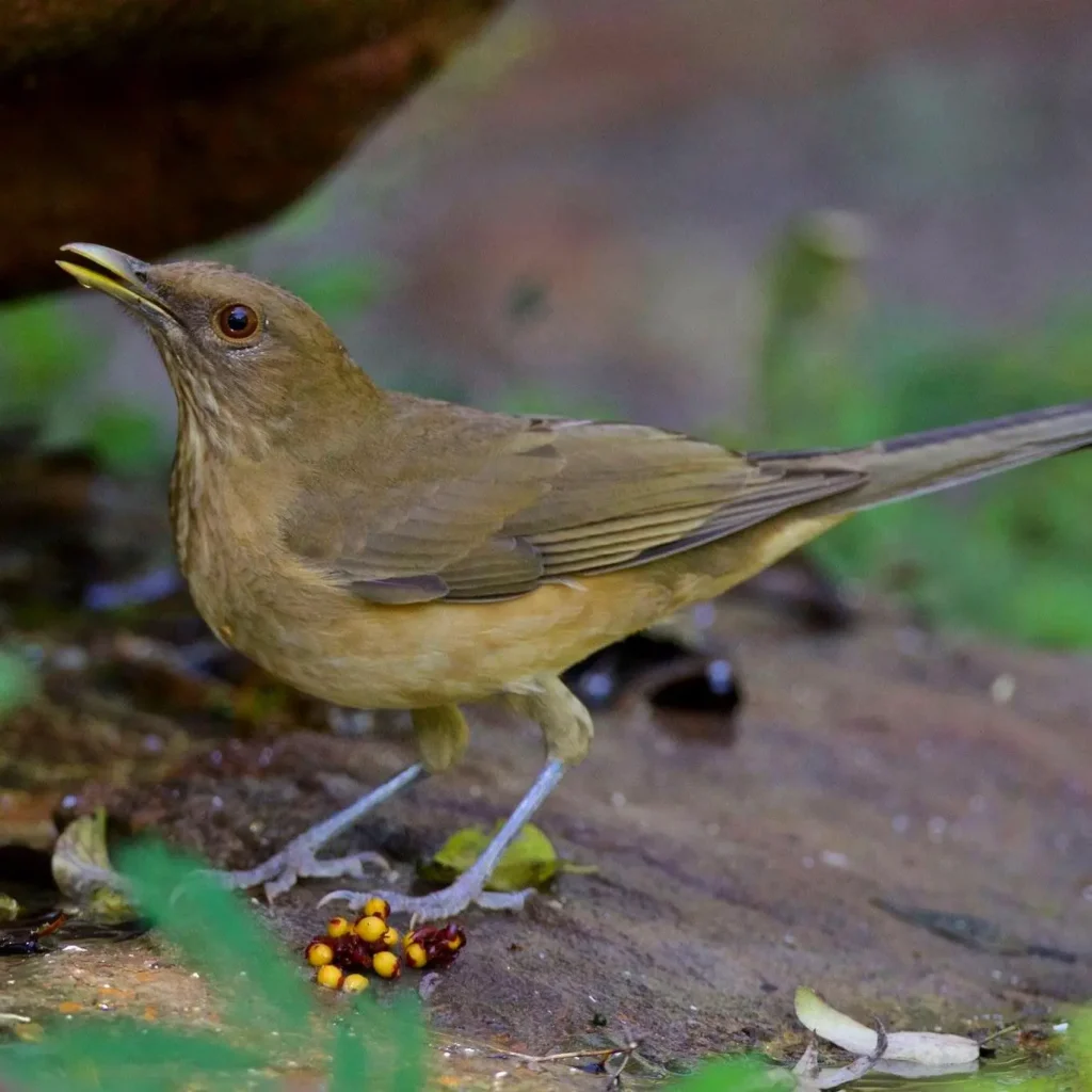 Un mirlo pardo buscando alimento entre hojas secas en el suelo del bosque en el oeste de México.