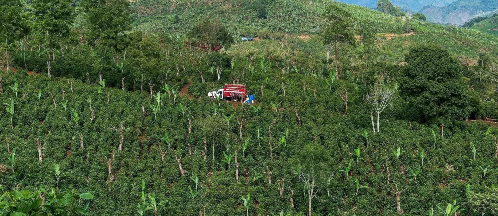 Una finca cafetalera de gran altitud se extiende por laderas montañosas verdes en el sur de México, con densas hileras de cafetos cultivados en condiciones ideales.