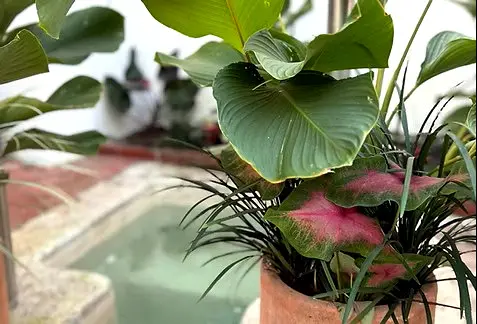 Invigorating cold plunge beside lush greenery, offering a refreshing wellness ritual and soothing reset between pool dips and the sauna.