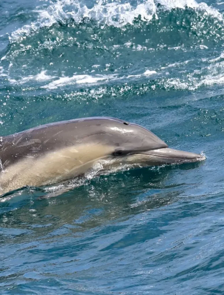 A common dolphin swims beside a boat near the Nayarit Coast, with water splashing along its body as it glides beside the vessel.