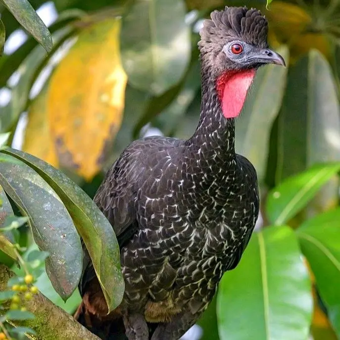 Una pava crestada posada en un denso dosel tropical de Nayarit, ave característica de los bosques del oeste de México