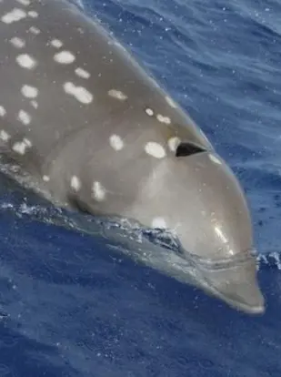 A Cuvier’s beaked whale surfaces over offshore waters near the coastline, revealing pale mottling as it briefly rises above the surface.