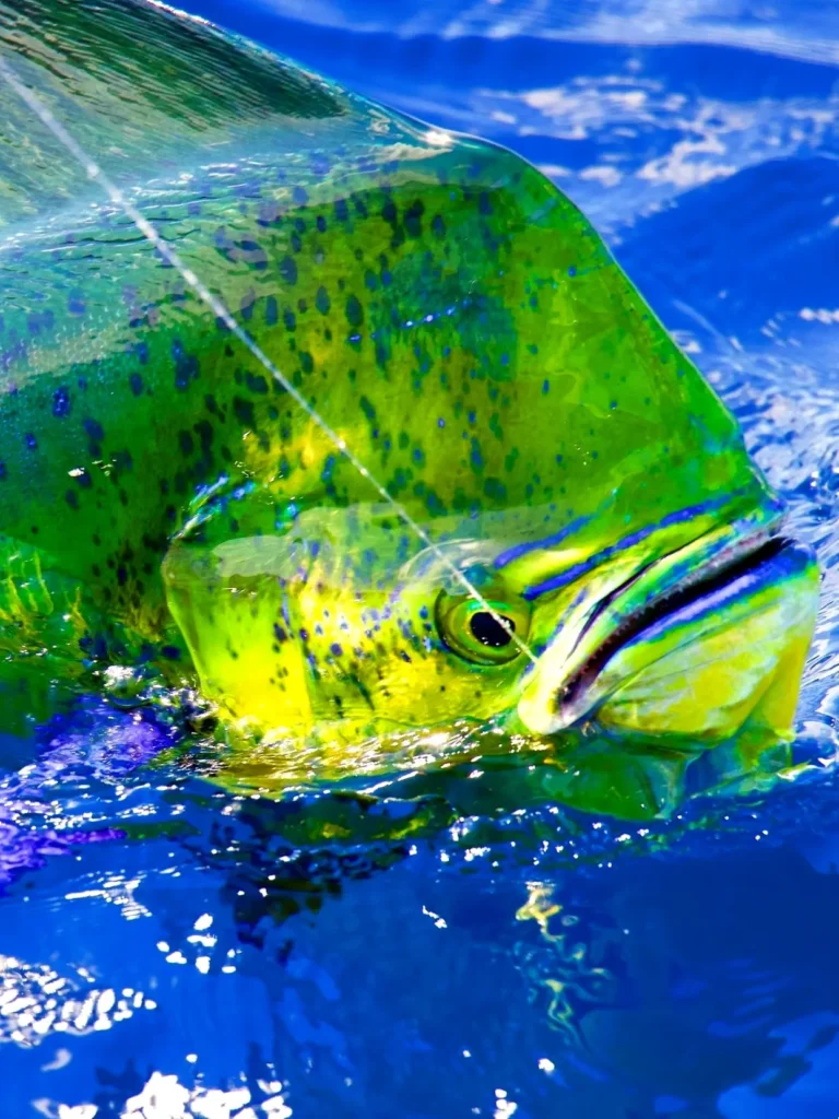 Dorado thrashes with bright green and golden colors flashing, showing the fast offshore action that attracts many visiting anglers to Sayulita.