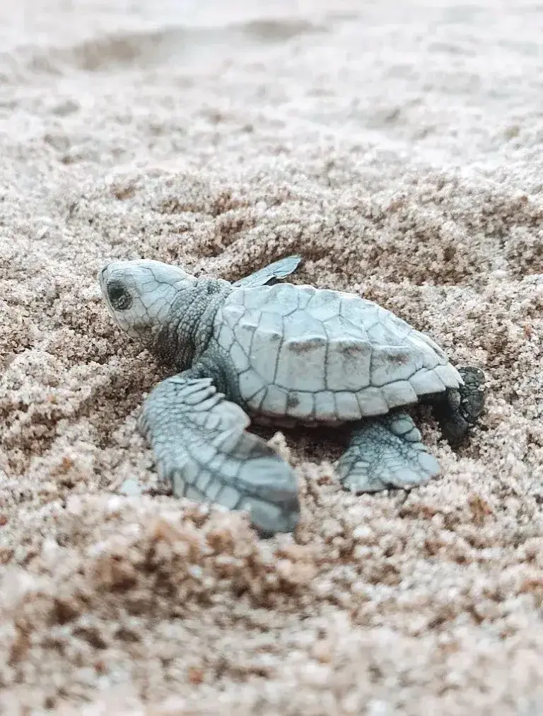 Olive Ridley turtle hatchling begins its journey along Mexico’s Pacific shores — protected by a nature-immersed hotel.