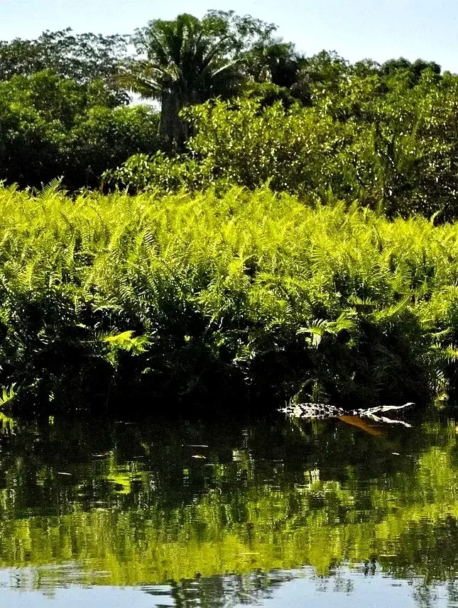 Crocodile rests in river-side ferns — a nature-immersed hideaway by a Sayulita Mexico hotel committed to wildlife protection.