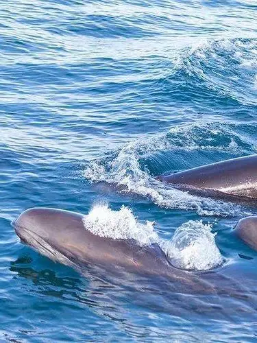 False killer whales gliding near the ocean surface, with smooth gray bodies breaking through clear blue water as waves ripple across the Pacific.