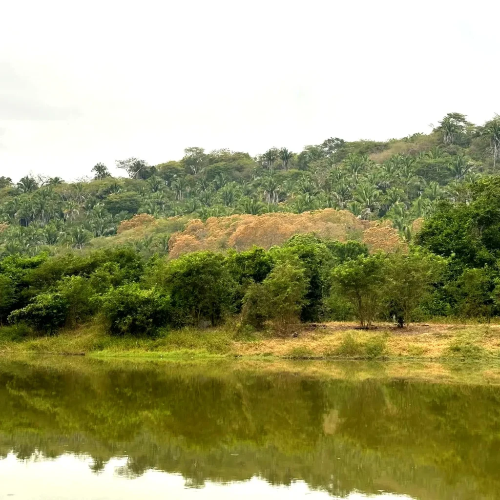 A calm freshwater lagoon reflects dense tropical hills in Riviera Nayarit, showcasing wetland habitat near Sayulita where waterbirds gather seasonally.