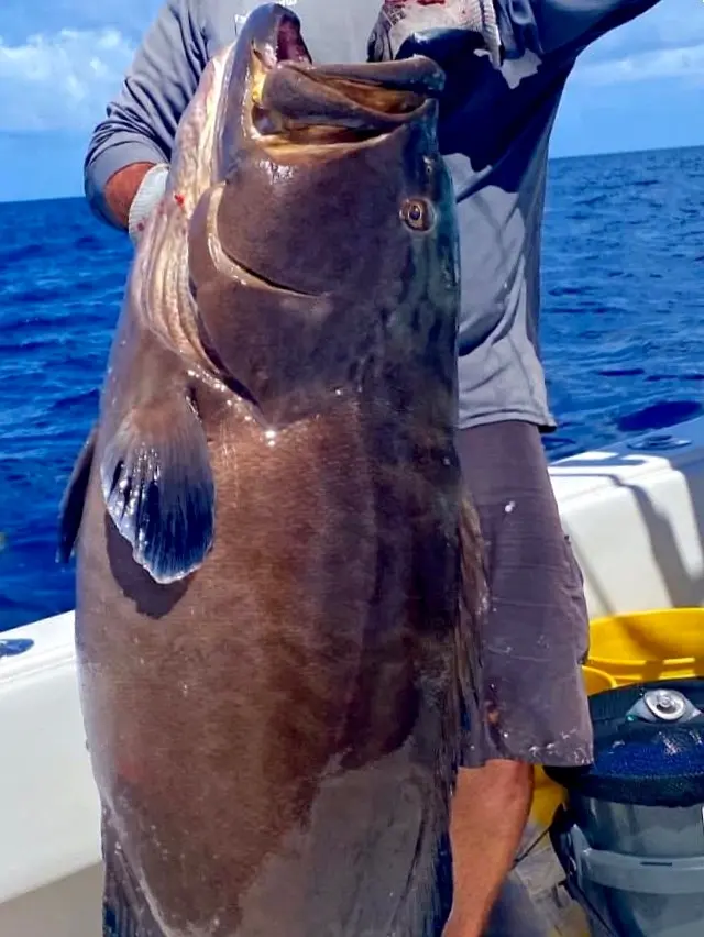 A grouper is lifted from deep reef structure, its big jaw and heavy body reflecting the strength needed to land it near Mexico’s Pacific coastline.