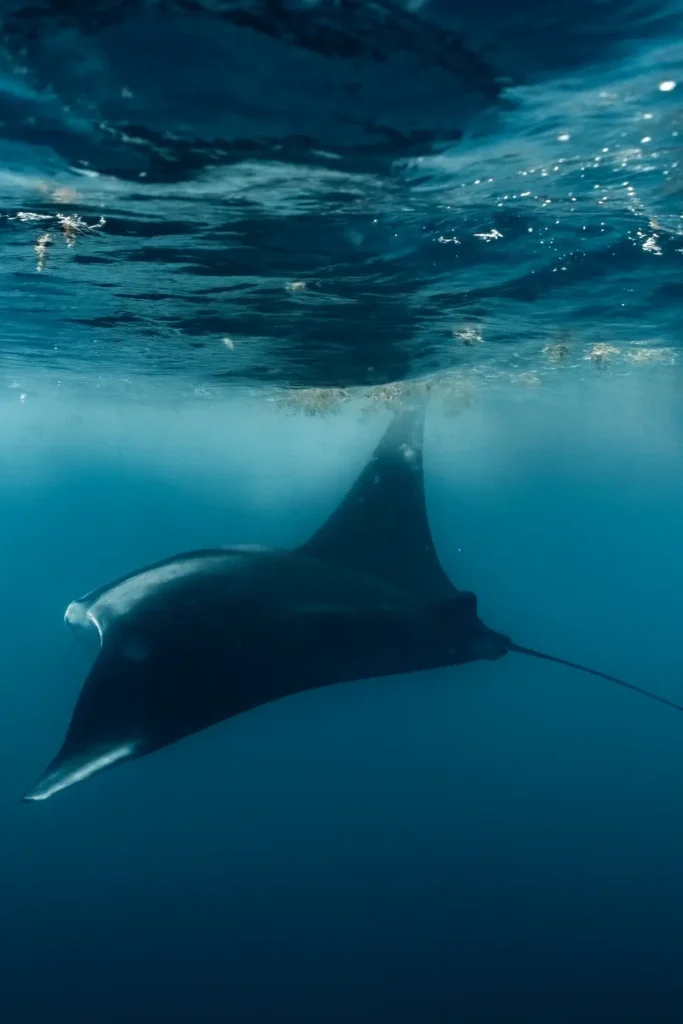 Giant manta ray gliding effortlessly through blue depths, its wide wings moving with ease as it passes through gentle Pacific currents.