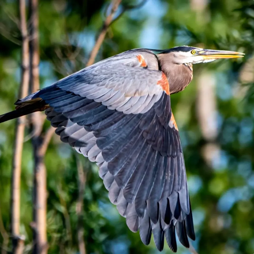 Una garza azul volando sobre humedales cerca de Sayulita, extendiendo amplias alas grises sobre los pantanos.