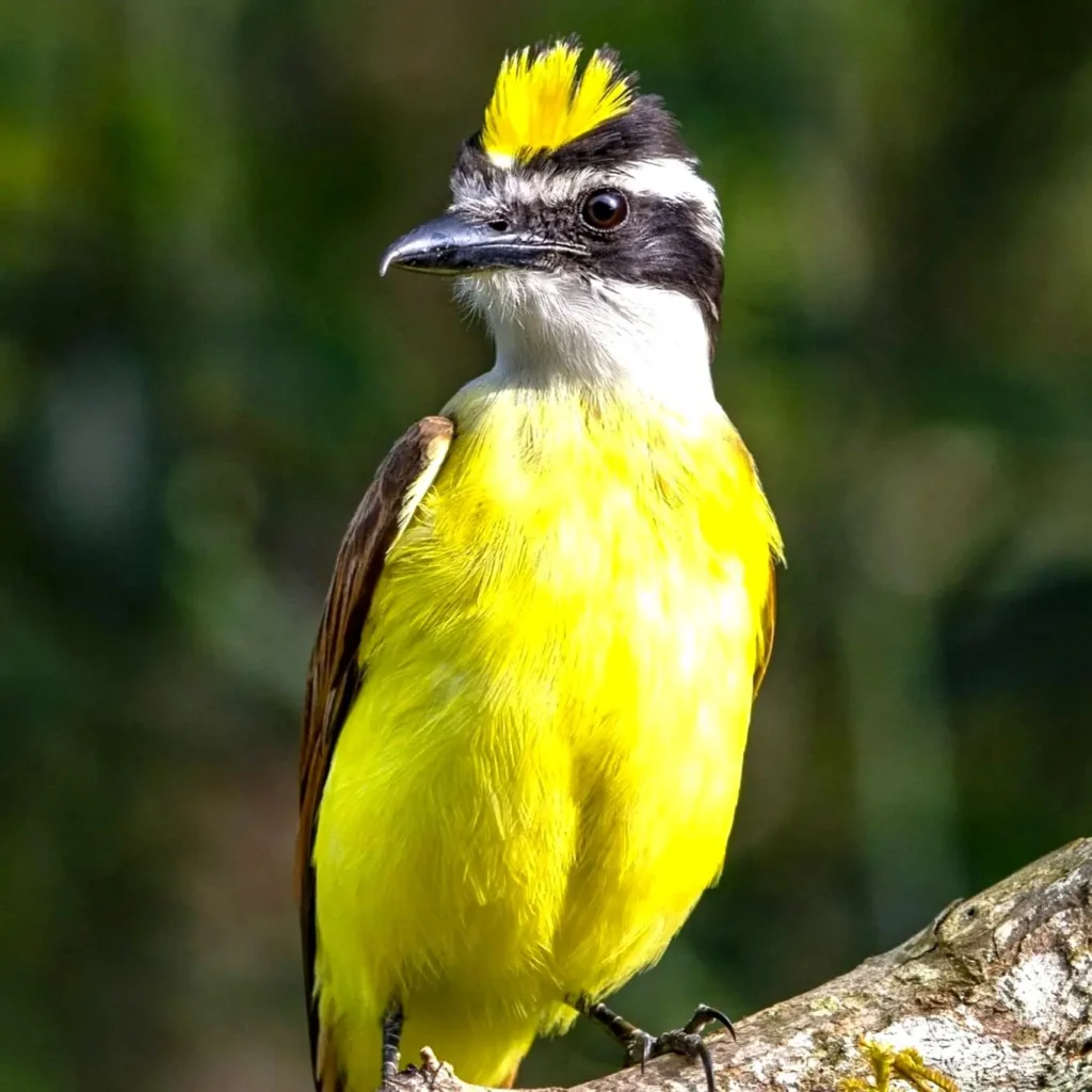 Un bienteveo grande posado en el borde del bosque en el oeste de México, ave común y vocal en Nayarit.
