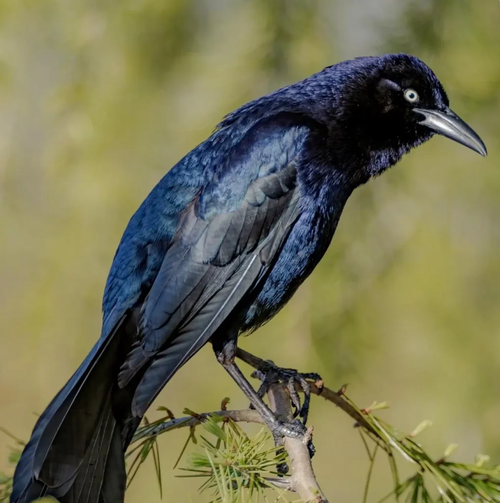 Un zanate mexicano descansando en una rama expuesta, con brillo azul-negro y cola alargada.