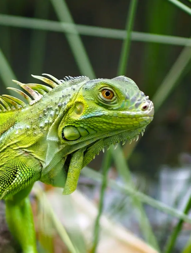 Green iguana resting quietly among branches in tropical forests near Sayulita, its textured scales and alert eye catching the light.