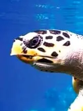 Una tortuga carey se desliza sobre arrecifes cercanos a Sayulita, con su caparazón decorado brillando bajo la luz clara sobre el hábitat arrecifal de Nayarit.
