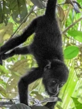 Howler monkey moving through the forest canopy in the forested hills of Riviera Nayarit, its powerful presence felt as it navigates branches.