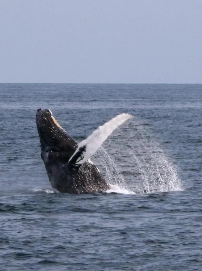 A humpback arcs through silver dawn on Banderas Bay, its glistening form rising from the water and drawing the attention of ocean-loving travelers.