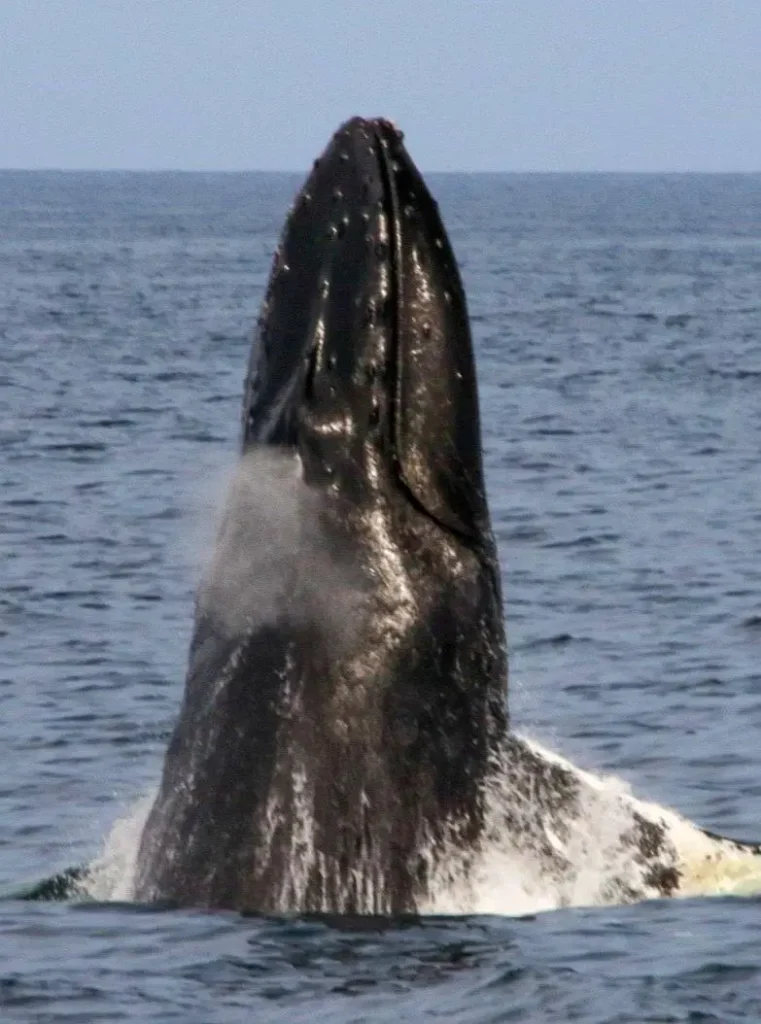 A humpback whale erupts from the sea under warm morning light, capturing the raw power and awe of whale season in a single dramatic moment.