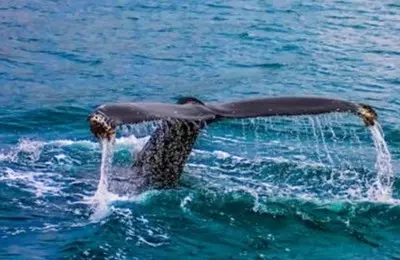Humpback whale tail diving offshore—sparkling blue water, a wild Pacific encounter, and an unforgettable moment.