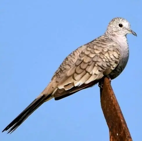 Una tórtola inca posada bajo cielo abierto en el oeste de México, especie frecuente en Nayarit.