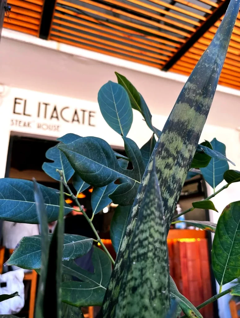 Locals gather for sizzling carne asada and fresh lime at Itacate — a beloved taco stand that embodies Sayulita’s relaxed coastal spirit.