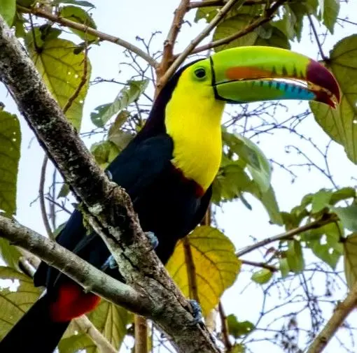 Un tucán pico iris posado en una rama del bosque tropical, mostrando su pico multicolor entre hojas amplias.