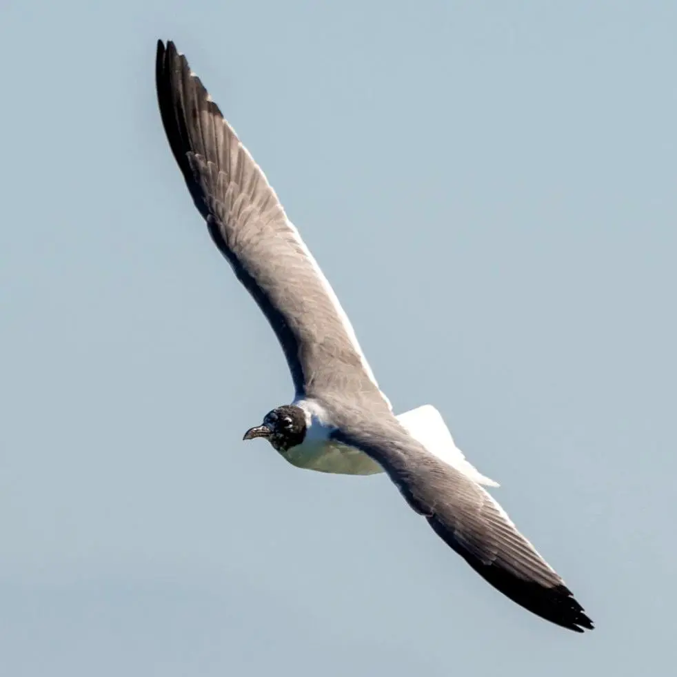 A Laughing Gull glides on extended wings above the Pacific coast of western Mexico its gray plumage black head, and buoyant flight common in Nayarit.