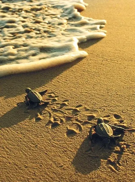 Dos crías de tortuga laúd avanzan hacia las olas matutinas, comenzando su viaje atemporal bajo la luz dorada del amanecer a lo largo de la costa.